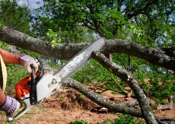 Best Tree Disease Treatment  in Vian, OK